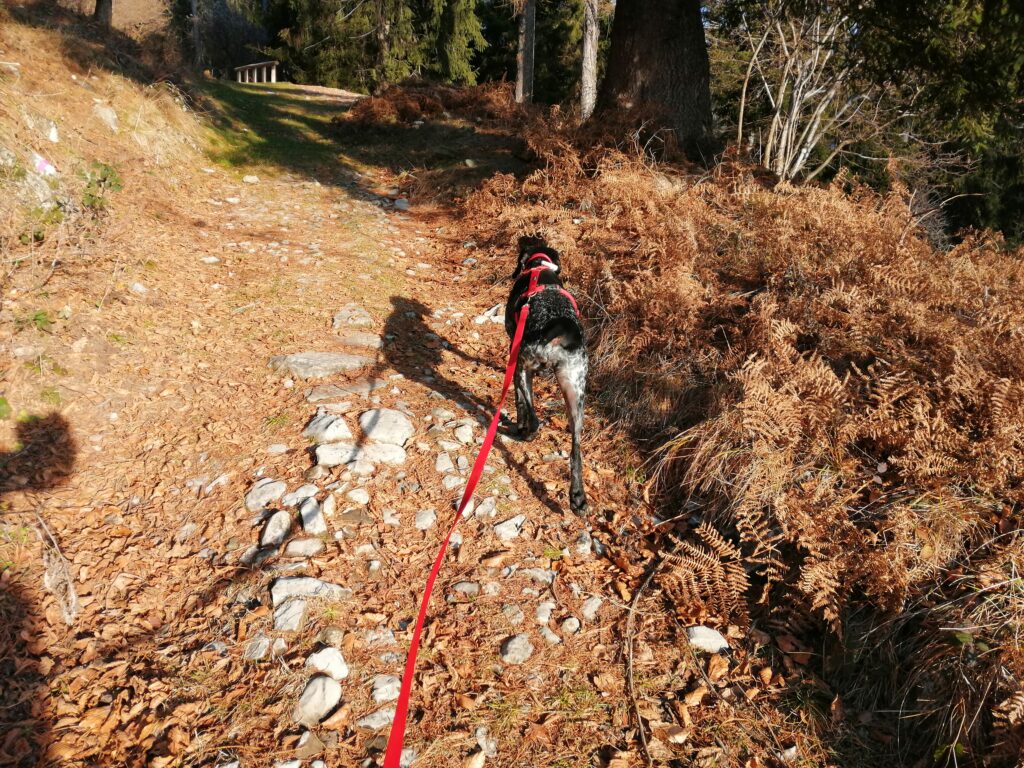 Alpe di colonno