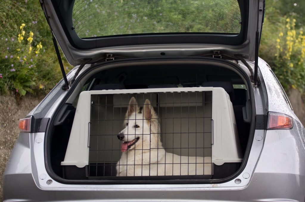 Il Trasportino per Cani: Un Rifugio di Sicurezza e Comfort